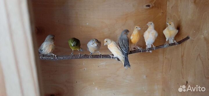 Кенара и канарейки