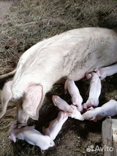 Поросенок ландрас кб