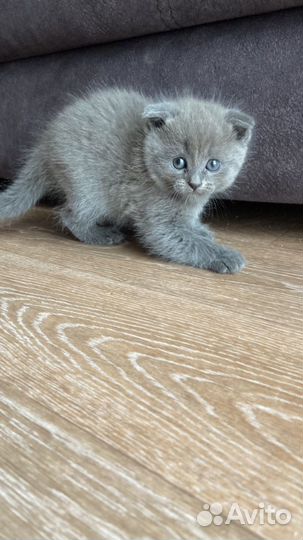 Шотландская вислоухая