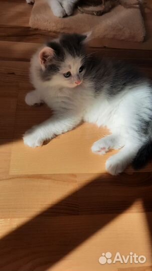 Котенок