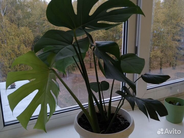 Монстера вариегатная