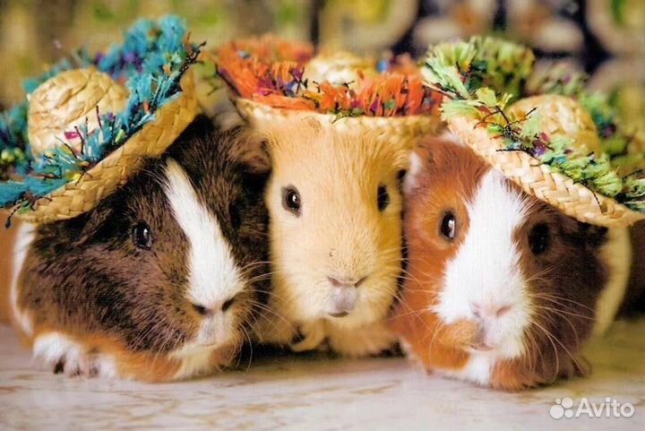 Морские свинки малышки