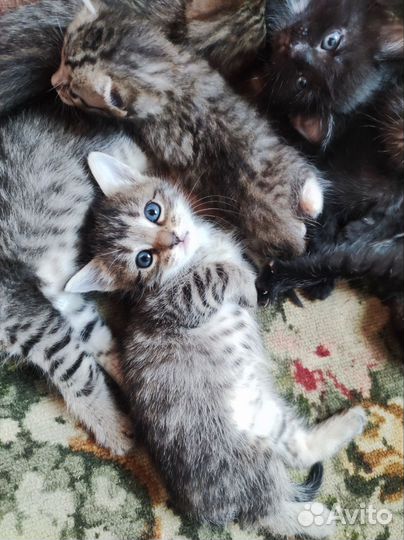 Котята от кошки крысоловки