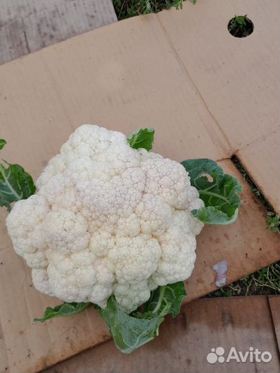 Цветная капуста. Титрикс