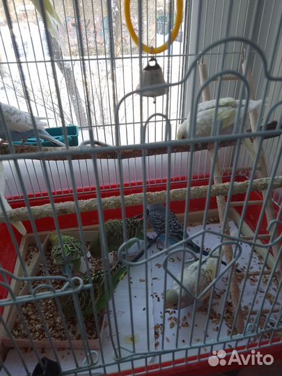 Волнистый попугай