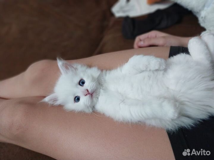 Мейн-кун вязка