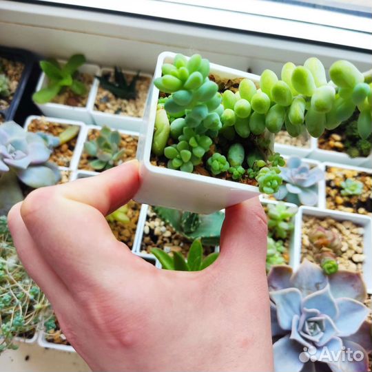 Черенки и детки суккулентов