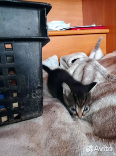 Отдам котенка в добрые руки