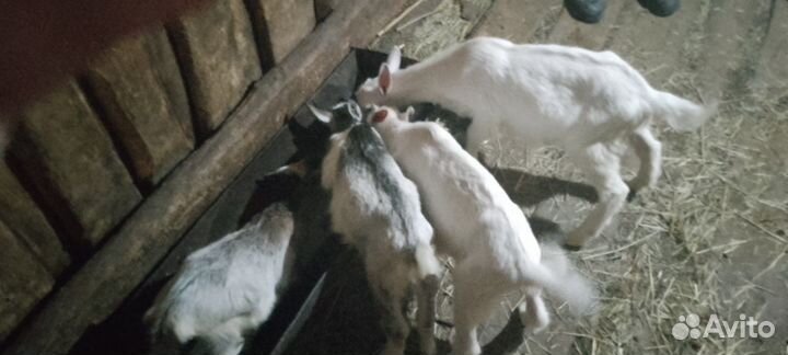 Продам козлят и двух коз