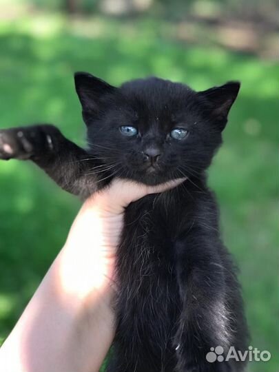 Кошка в дар