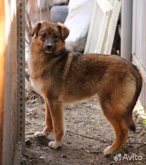 Щенок в добрые руки