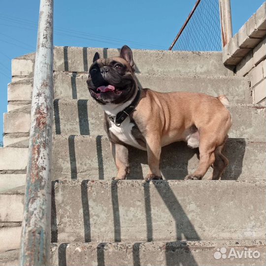 Вязка французский бульдог