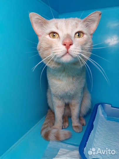 Молодой персиковый кот в дар