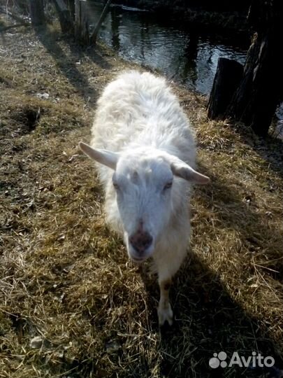 Козье молоко, мясо,творог, сыр, риккота, сыворотка