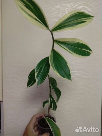 Костус вариегатный