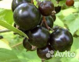 Саженцы смародины