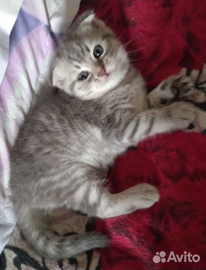 Британские котята