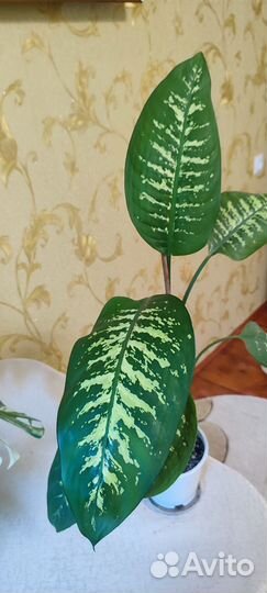 Дифенбахия.Кофе арабика.Фикусы.Аллое