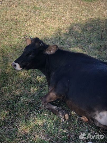 Быки,нетели,телки,дойная корова