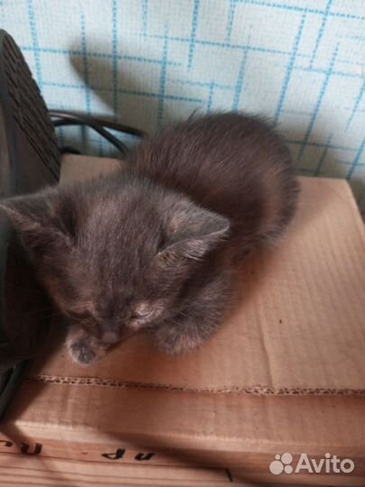 Животные-кошки