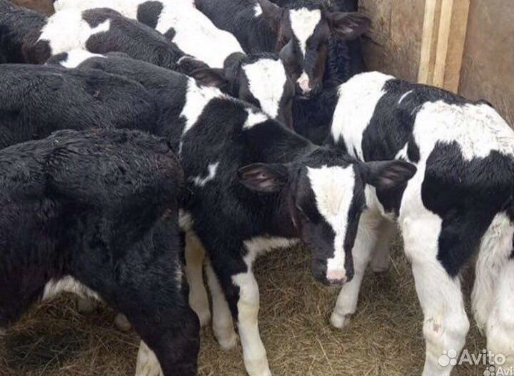 Телята мясной породы бычки