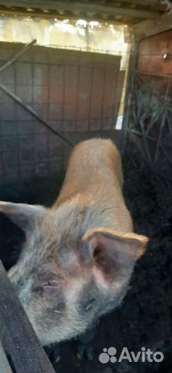 Хряк на племя