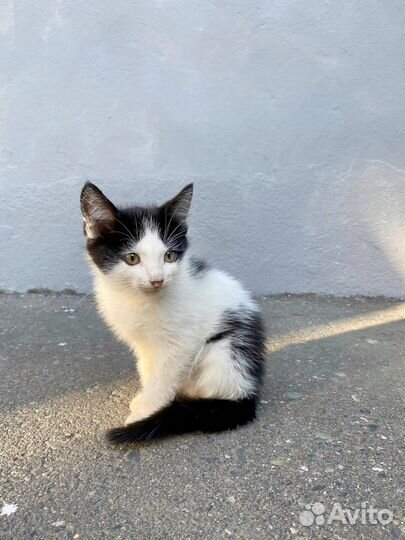 Кошки в добрые руки