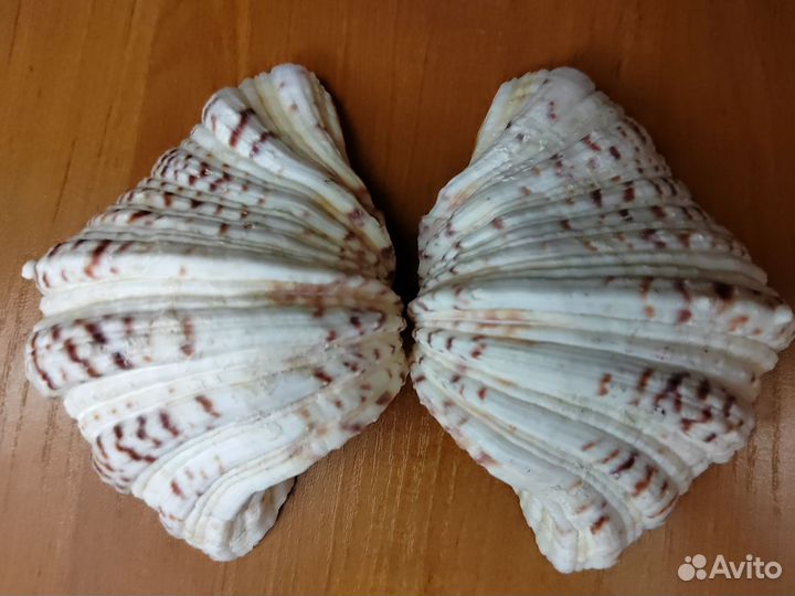 Хипопус ракушка 13,5