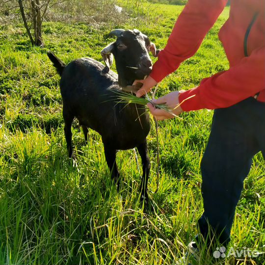 Англо нубийские козы, козлик