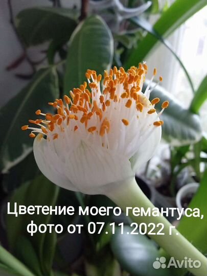 Компания из комнатных растений