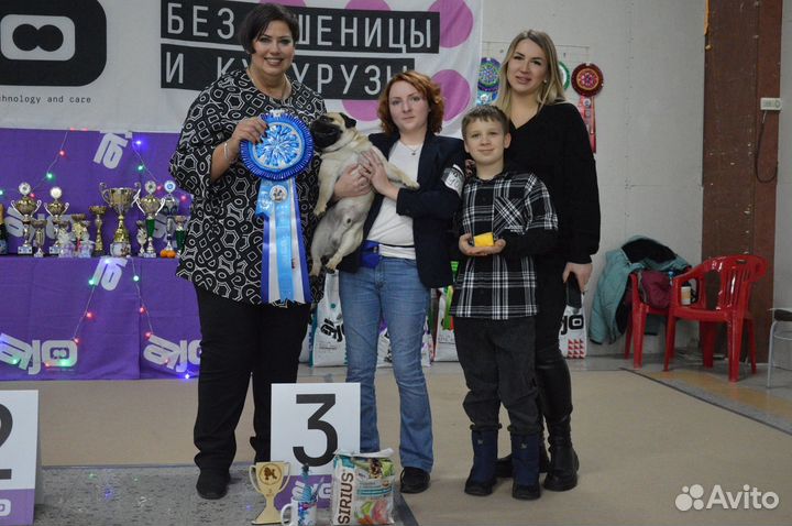 Мопс вязка мальчик