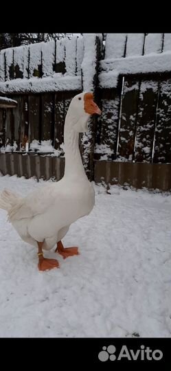 Холмогорские гуси