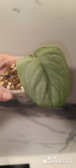 Сциндапсус Сильвер Хироу