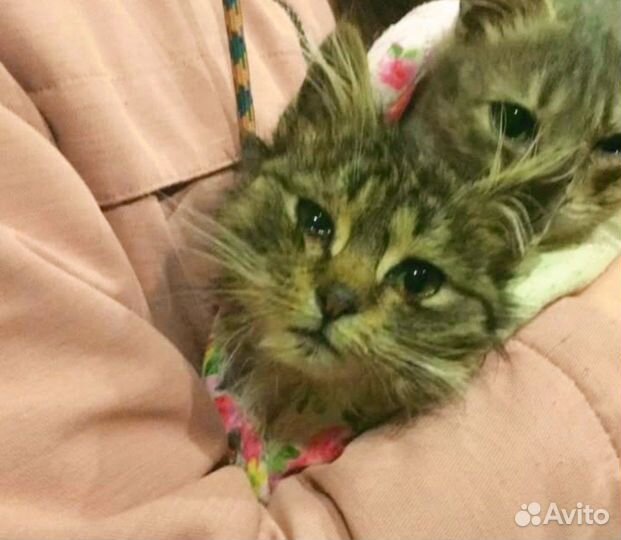 Шелдон и Шелли хотят домой