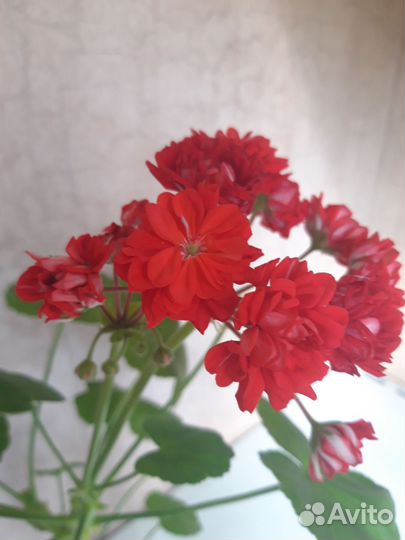 Пеларгония герань