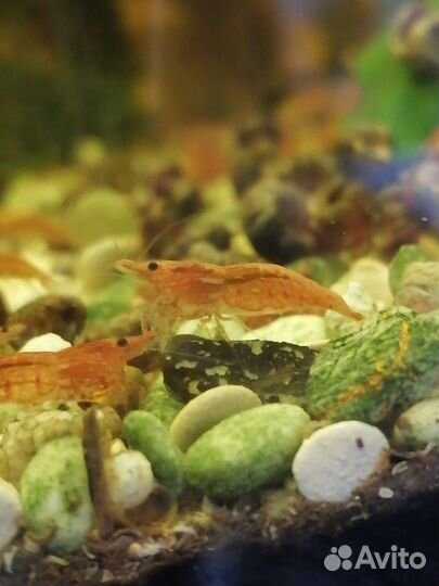 Креветки Черри