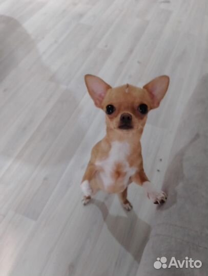 Чихуахуа мини девочка