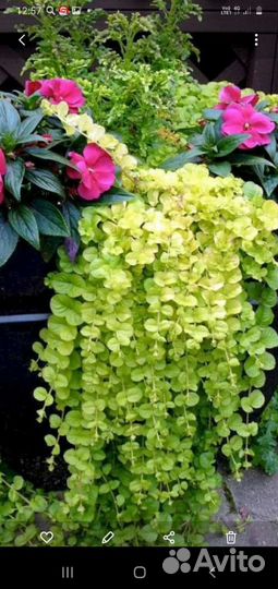 Крассула, Вербейник монетчатый, Замиокалькас