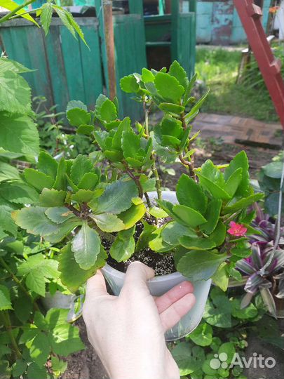 Каланхоэ цветущий