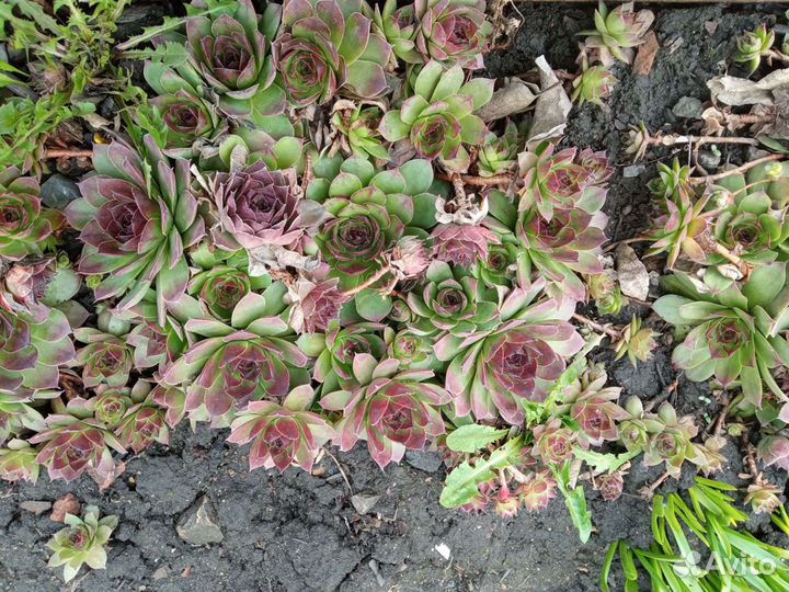 Каменная роза