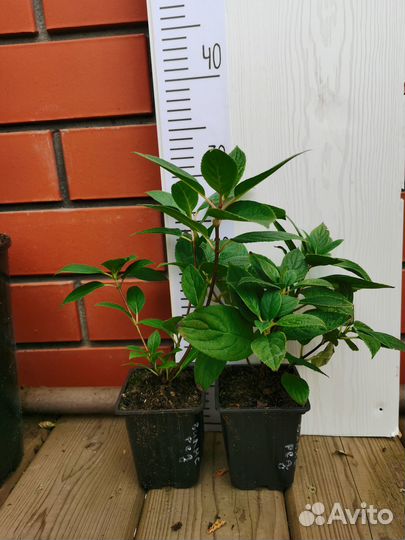 Набор метельчатые гортензии