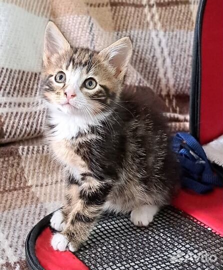 Уникальный котенок для добрых людей