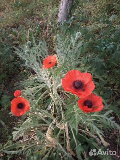 Мак садовый крупноцветный оранжевый