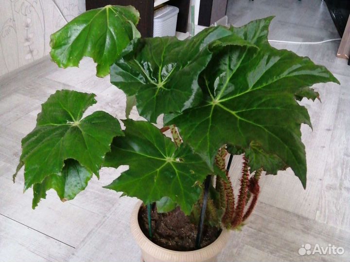 Бегония воротничковая декоративнолиственная 1штука