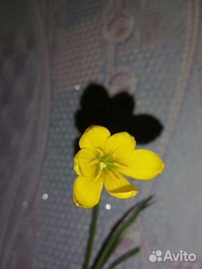 Зефирантес желтый