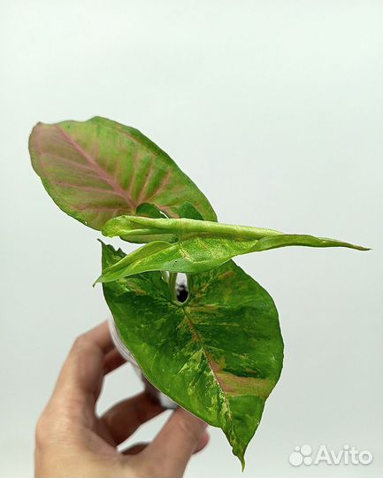 Сингониумы сортовые Пинк Бьюти Лава