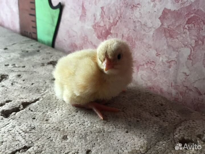 Броллер суточный Кобб500