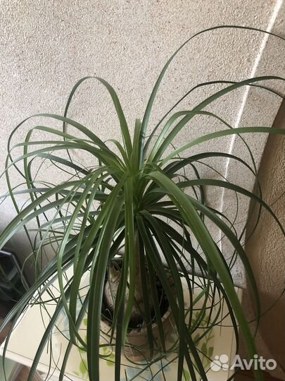 Нолина Бокарнея с деткой