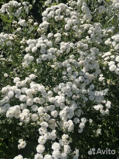 Гвоздика, тысячелистник декоративный