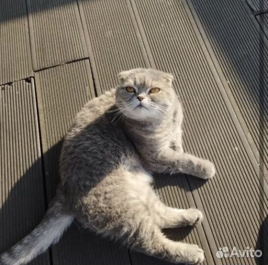 SOS спасите вислоухого Шотландского котика